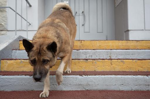 В Бурятии впервые оштрафовали владельца собаки за самовыгул
