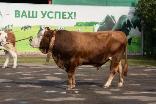 Минсельхоз определил критерии для ввоза в Россию импортного племенного скота