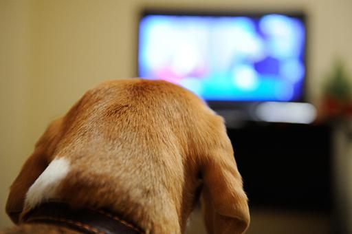 В Южной Корее выпустили телевизор для собак