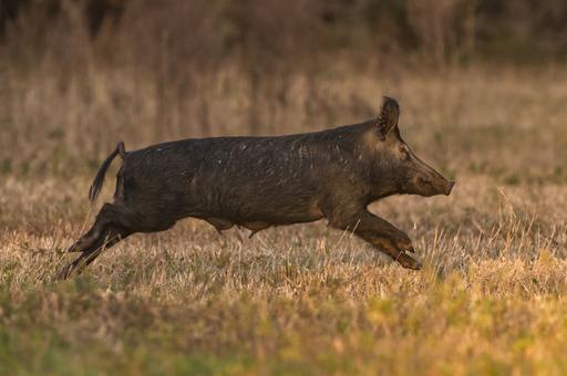 Американские ученые нашли способ контролировать численность популяции диких свиней