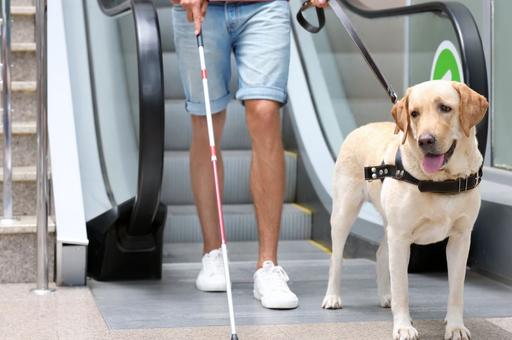Для слабовидящих и незрячих пассажиров метро в Москве обучили 330 собак-проводников