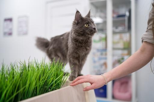 Ученые сообщили о пользе веганской диеты для кошек
