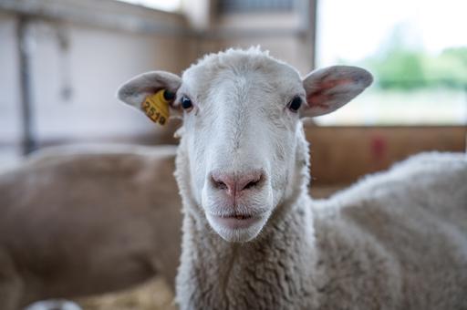 В Греции овцы случайно съели 100 килограммов конопли