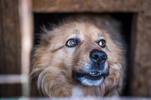 Бродячих собак в Ленобласти будут идентифицировать с помощью биометрии