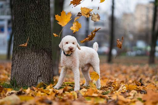 Кинолог назвал главные ошибки при прогулке с собакой осенью