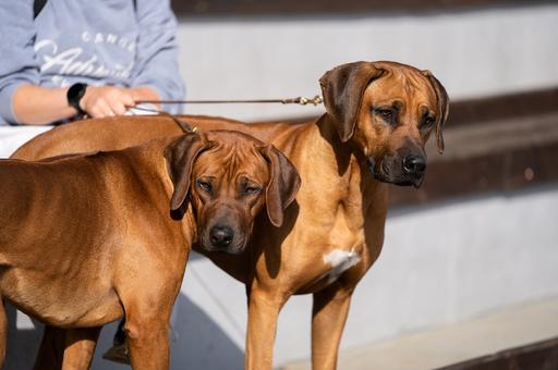 Законопроект о требованиях к разведению домашних животных внесут в Госдуму осенью
