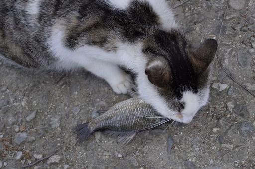 Биологи раскрыли секрет любви кошек к рыбе