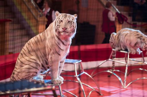 Эдгард Запашный считает, что у инициативы по запрету животных в цирках нет будущего