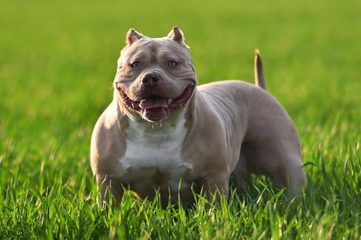 Ветврачи в Британии выступили против массового усыпления здоровых собак опасной породы