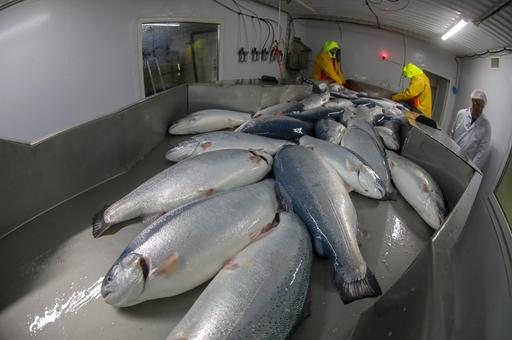 Вылов лососевых превысил 600 тыс. тонн