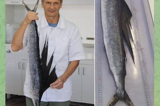 Российские рыбаки впервые с начала XX века поймали тропического парусника
