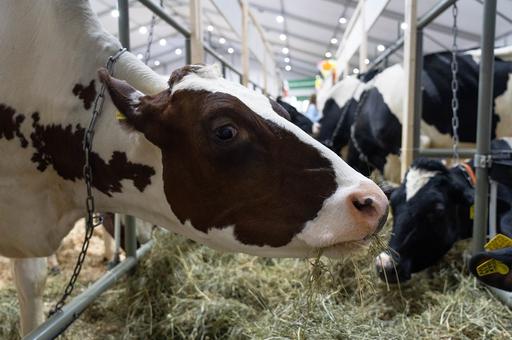Сухой «энергетик» для коров начала выпускать российская компания совместно с белорусами