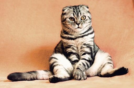 В Ижевске на прием к ветеринарному врачу привели кота-гермафродита
