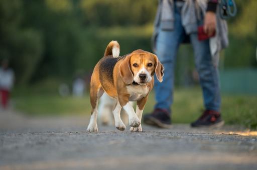 В Тамбовской области запретили выгуливать собак без поводка