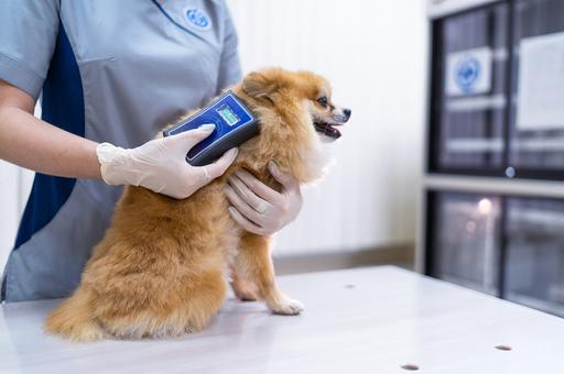 Как часто нужно водить собаку к ветеринарному врачу