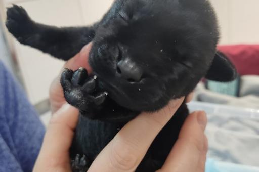 First-ever Puppy born via IVF in Russia