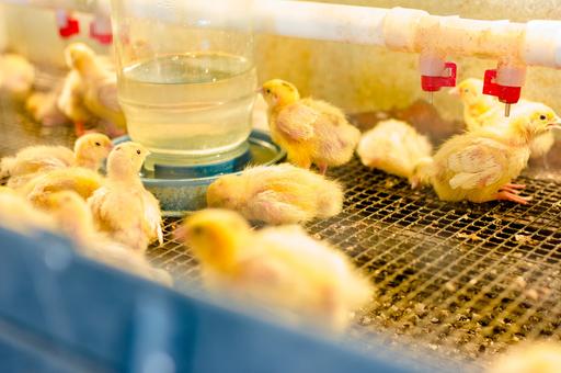 Нейросеть будет следить за здоровьем цыплят на липецкой ферме