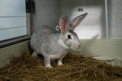Russia to Introduce New Veterinary Regulations for Rabbit Care in the Coming Year