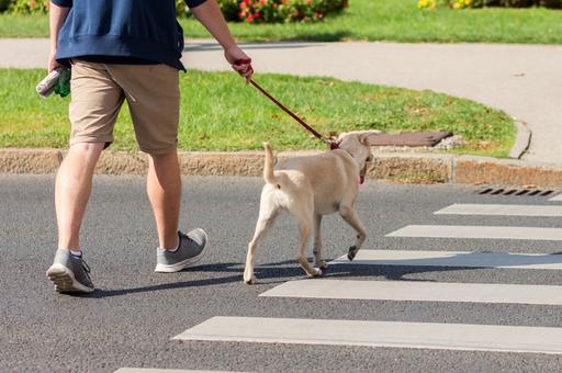 Как научить собаку переходить дорогу