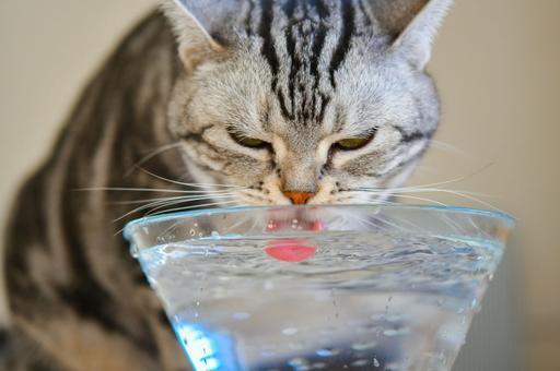Ученые назвали причины жажды у кошек