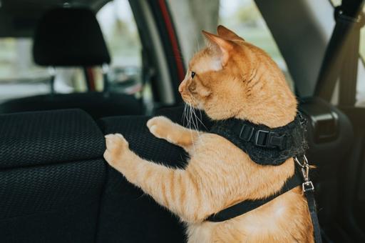В России предложили вскрывать автомобили для спасения кошек и собак