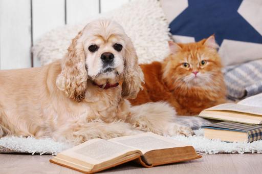 Ученые выясняют, кто умнее: собаки или кошки