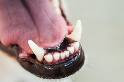 В Приамурье крупный пес ворвался в чужую квартиру и загрыз декоративную собачку