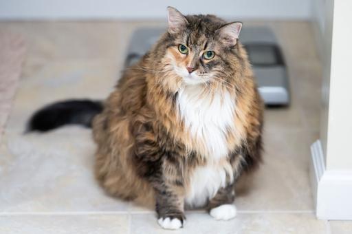 Какую опасность для кошки несет ожирение и как помочь ей не толстеть