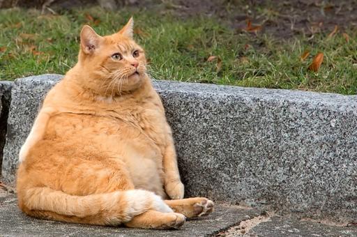 Ветврач рассказала, сколько кошек страдает ожирением