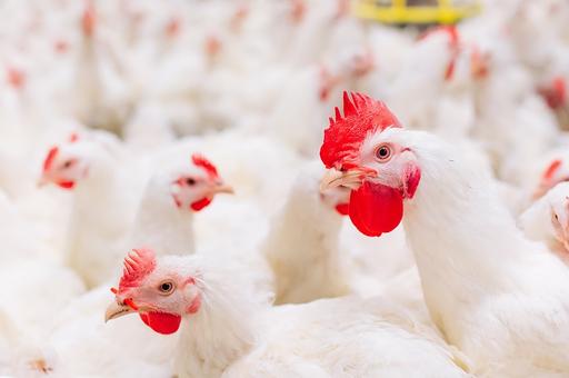 Эксперт назвал критические зоны на птицефабрике для заноса гриппа птиц