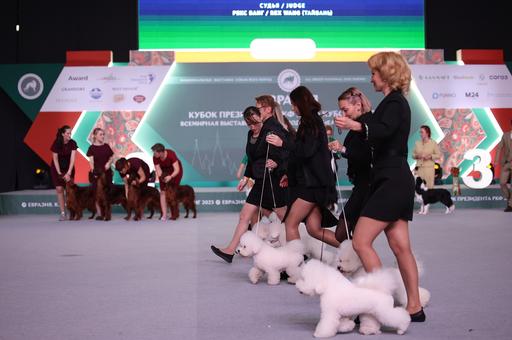 На выставке «Евразия-2023» выбрали самых красивых собак