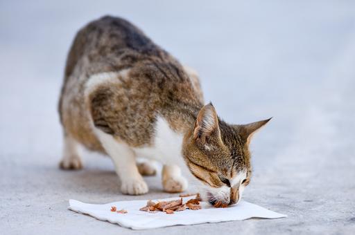 Эксперт по питанию советует подогревать корм для кошек