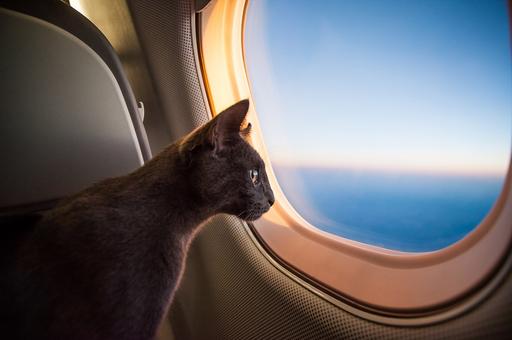«Аэрофлот» разрешил перевозить животных на пассажирском кресле