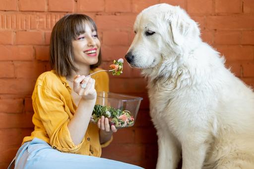 Салат мне в миску: могут ли домашние собаки и кошки быть вегетарианцами