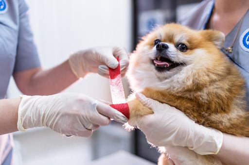 Russia Approves New Dog Vaccine