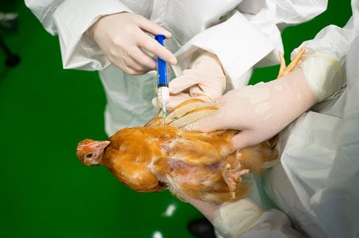New Avian Vaccine Approved in Russia