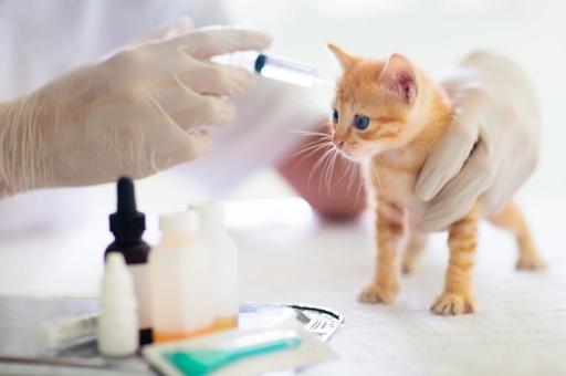 Ветврач обозначил график вакцинации котенка первого года жизни