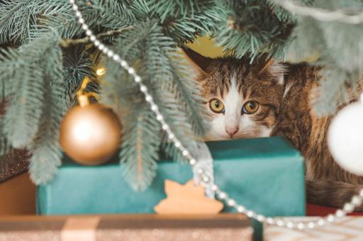 Ветврач предупредил об опасностях для кошек в новогодние праздники