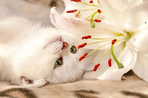 Какие цветы и растения представляют опасность для кошек и собак
