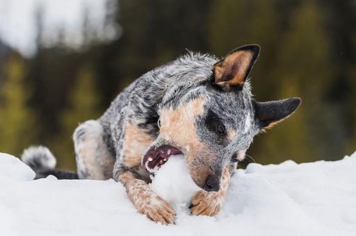 Можно ли собакам есть снег, прокомментировали ветврачи