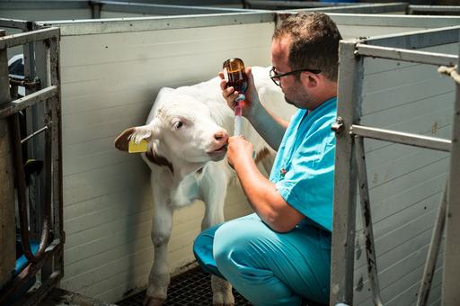В Европе расследуют случаи падежа скота после вакцинации