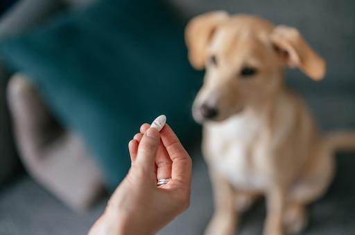 Как дать таблетку собаке или кошке и не загнать питомца в стресс