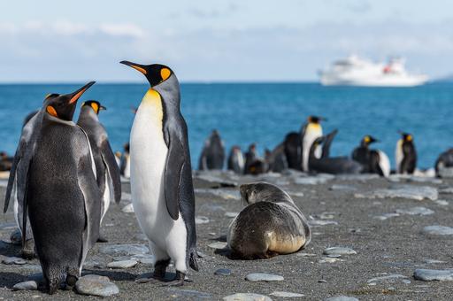 Ученые обнаружили способность пингвинов спать до 10 тыс. раз за сутки
