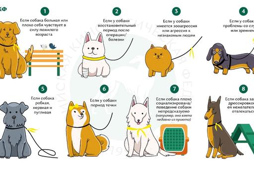 Зачем собакам повязывают желтые ленты