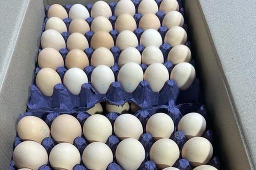 Казахстан хочет запретить ввоз куриных яиц автотранспортом