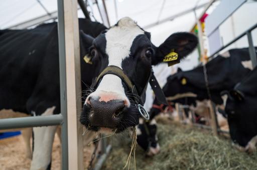 Ученые изучили влияние конопли на молочных коров