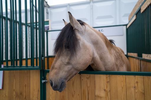 Минсельхоз утвердил новые ветеринарные правила содержания лошадей