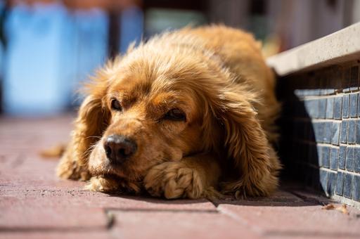 Сепарационная тревога у собаки – что это такое и как помочь питомцу