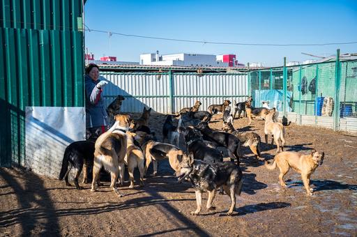 В Якутии оштрафовали женщину за содержание 16 собак в комнате