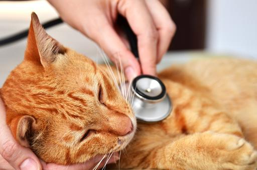 Ветврачи назвали породы кошек, предрасположенные к болезням сердца